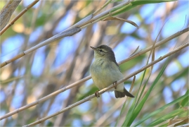 <p>BUDNÍČEK MENŠÍ (Phylloscopus collybita) /Common chiffchaff – Zilpzalp/</p>